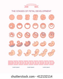 vector illustration stages of fetal development. isolated on white background. Pregnancy. Fetal growth from fertilization to birth, fetus development.  Embryo development.