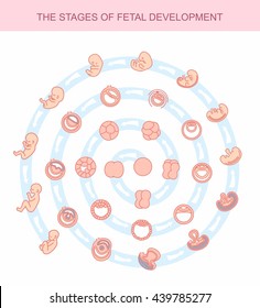 vector illustration stages of fetal development. isolated on white background. Pregnancy. Fetal growth from fertilization to birth, fetus development. Embryo development.