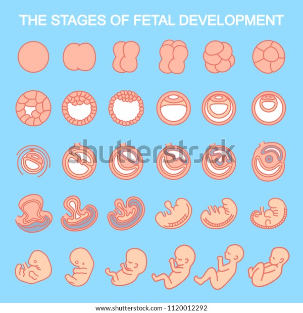 Vector Illustration Stages Of Fetal Development Isolated On White