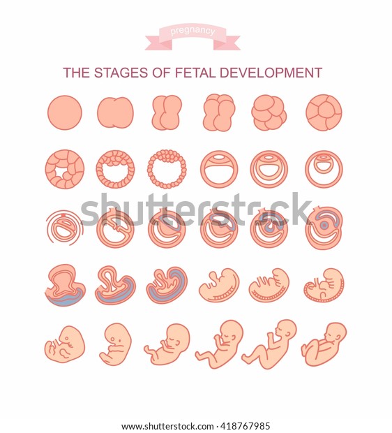 Vector Illustration Stages Fetal Development Isolated Stock Vector ...