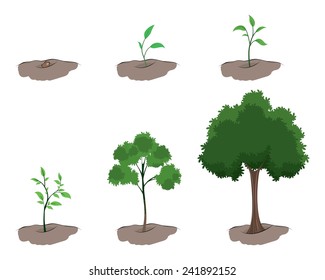 Vector illustration of a stages of growth of the tree