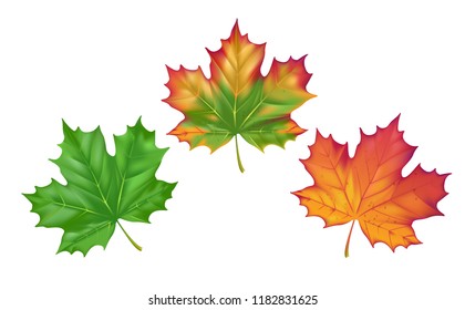Vector illustration stages wilting foliage in autumn. Realistic green, yellow and purple maple leaf isolated