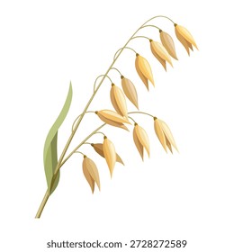 Vector illustration of a stalk of Oat plant or Avena sativa, isolated on a white background.