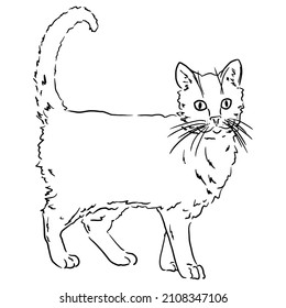 Ilustración vectorial de un gato en pie con una cola elevada. Ilustración de contorno en blanco y negro de un gato sobre un fondo blanco para su diseño.