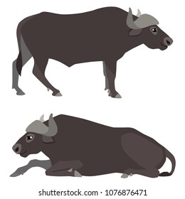 Vector illustration of standing and lying african buffaloes isolated on white background