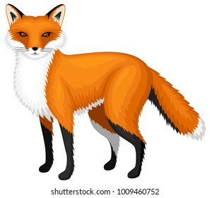 Vector illustration of a standing red fox.