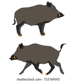 Vector illustration of standing and running wild boars isolated on white background