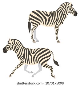 
Vector illustration of standing and running zebras isolated on white background