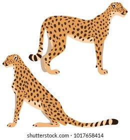 Vector illustration of standing and sitting cheetahs isolated on white background