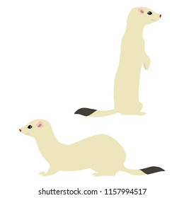 Vector illustration of standing and sitting cute weasels isolated on white background