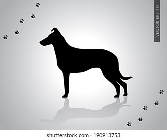 Vector illustration of standing smooth collie champion