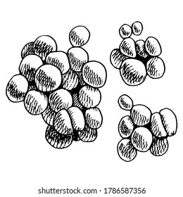 Vector illustration of Staphylococcus. Black and white traditional illustration for biology book. Staphylococcus aureus pathogen. Microbiology