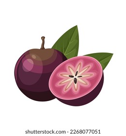 Vector illustration, star apple fruit or Chrysophyllum cainito, isolated on white background.