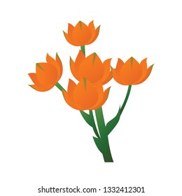 Vector illustration of star of bethlehem orange flower with green leafs on white background.