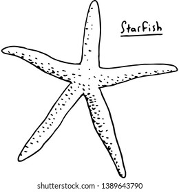 Vector illustration of a star fish