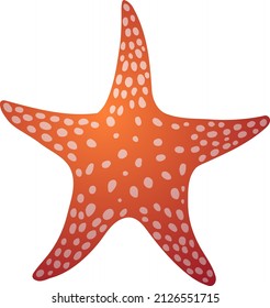 Vector illustration starfish on white background.