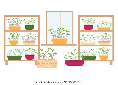 Vector illustration of a stele with potted plants. Shelf with microgreens. Growing microgreens.