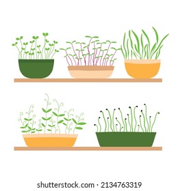 Vector illustration of a stele with potted plants. Shelf with microgreens. Growing microgreens.