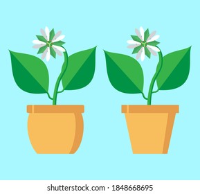 Vector illustration of a Stellaria flower. Isolated on a stylish colored background. It can be used as a greeting card, invitation card for a wedding, birthday or other holiday, as a decorative elemen