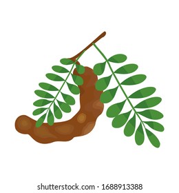 Vector illustration of stems, leaves and tamarind.