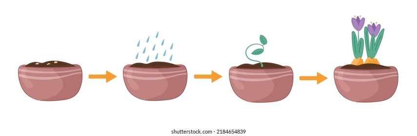 Vector illustration step  by  step instruction haw grow house flowers in pot 