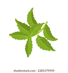 Ilustración vectorial, estevia o hoja dulce, también llamada hoja de azúcar, aislada en fondo blanco.
