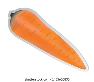 Vector illustration, sticker of ripe orange realistic carrot isolated on white background