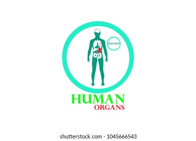 Vector illustration of stomach. Human organs