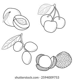 Vector illustration of stone fruits hand drawn sketch, various stone fruit line art. Containing olive, cherries, apricots, lychee. Isolated on a white background