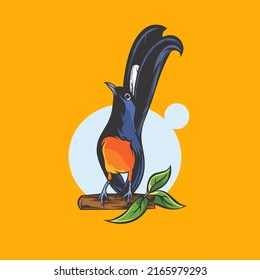 Vector Illustration Of A Stone Magpie Bird As A Name From Indonesia, Scientific Name: Copsychus Malabaricus Species: C. Malabaricus Family: Muscicapidae Phylum: Chordata Class: Aves Order: Passeriform