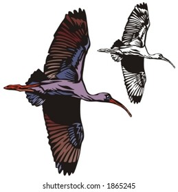 Vector illustration of a stork.