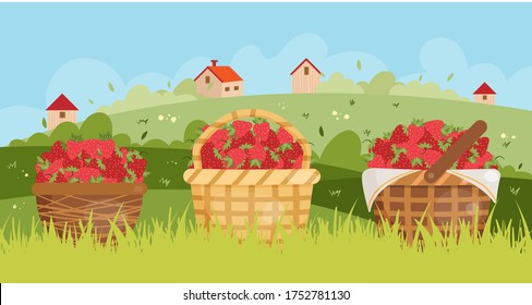 Vector illustration of strawberries in the baskets. 