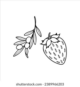 vector illustration of strawberries and cherries