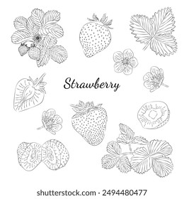 Vector illustration of strawberries, hand-drawn. A sketch of strawberries. Vector illustration. Black and white.