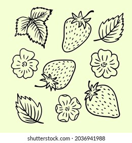 Vector illustration of strawberries, strawberry inflorescences and leaves, in vintage style