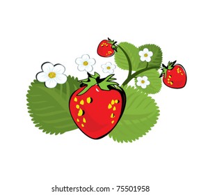 vector illustration of strawberry