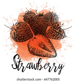 Vector illustration of a strawberry in hand-drawn graphics. The berry is depicted on a red watercolor background. Design for juice packaging or restaurant menu