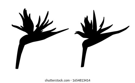 Dibujo vectorial de la estrelitzia, pájaro del paraíso. Silueta negra aislada sobre fondo blanco