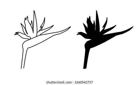 Vector illustration of strelitzia, bird of paradise. Black outline and silhouette version, isolated on white background