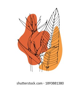 Vector illustration of a Strelitzia or a bird of paradise exotic tropical flower isolated on white background. 