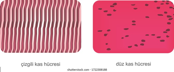 Vector Illustration of Striated Muscles Cell and Smooth Muscles Cell, Online Education Material. Types of Muscle Tissues. English Translation: Muscles Cell, Smooth Muscles Cell