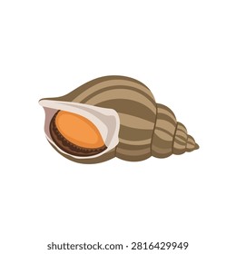 Vector illustration of a striped brown sea snail shell isolated on a plain white background
