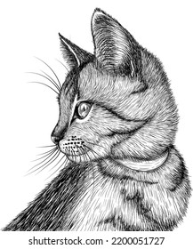 Vector illustration of a striped cat in engraving style