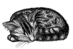 Vector Illustration Of A Striped Cat Sleeping In A Ball In The Style Of Engraving