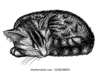 Vector illustration striped cat sleeping in ball in the style engraving