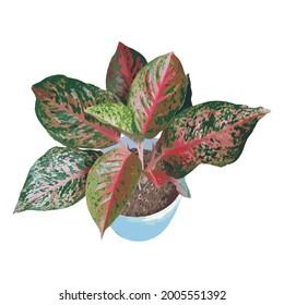 Vector illustration of the Striptis plant of the aglonema type in pot on white background. Basic Image of house plants.
