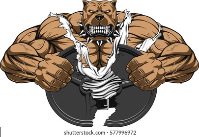 Vector illustration of a strong  pitbull with big biceps, break barbell, bodybuilder