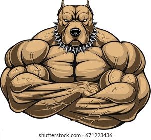 Vector illustration of a strong pitbull with muscles, bodybuilder, in front of a white background