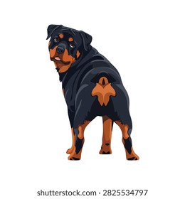 Vector Illustration of a Strong Rottweiler Dog Looking Back Isolated on White Background