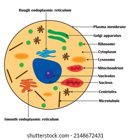 2,286 Animal cell labeled Images, Stock Photos & Vectors | Shutterstock